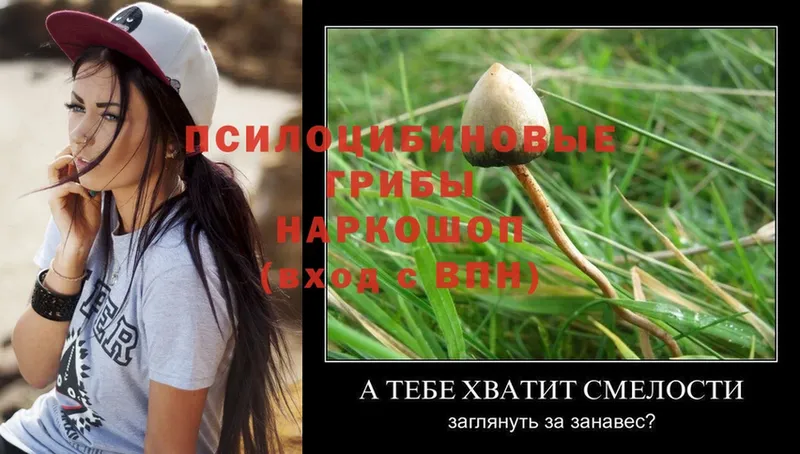 Псилоцибиновые грибы Psilocybine cubensis  Починок 